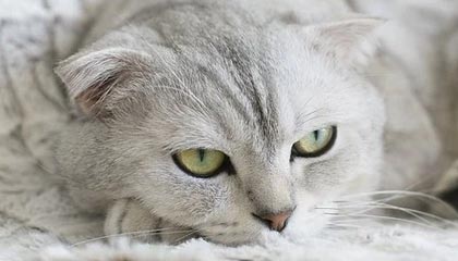 okex：关于BTC合约非正常“穿仓单”的调查和处理公告(转载)