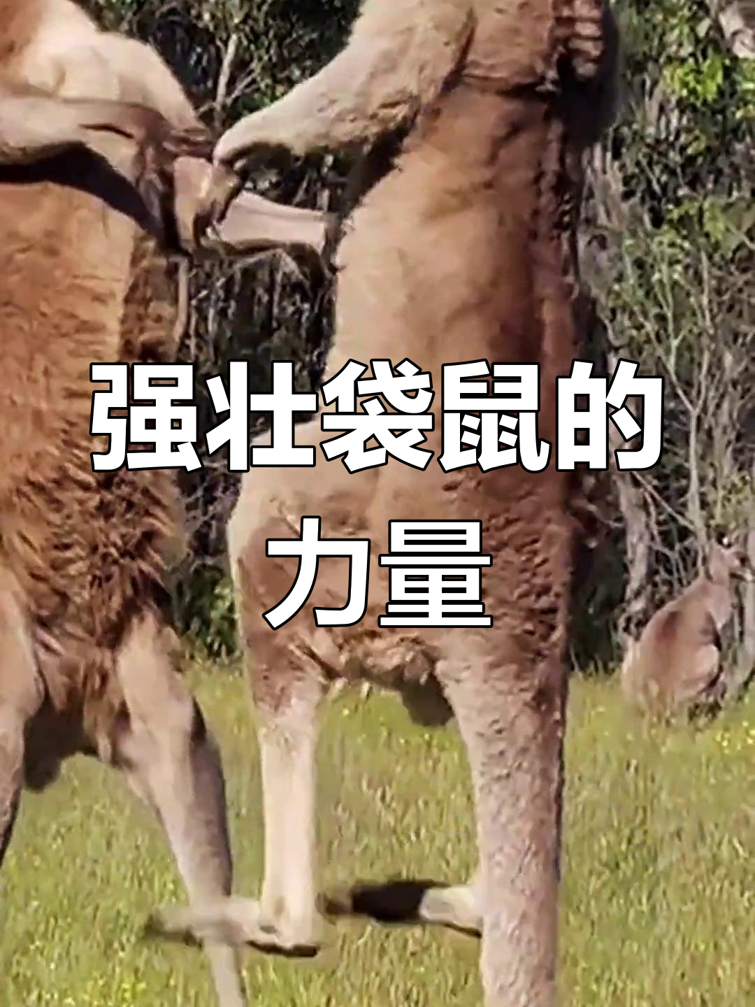 袋鼠体育(袋鼠体育直播体验版8最新网站进cc)