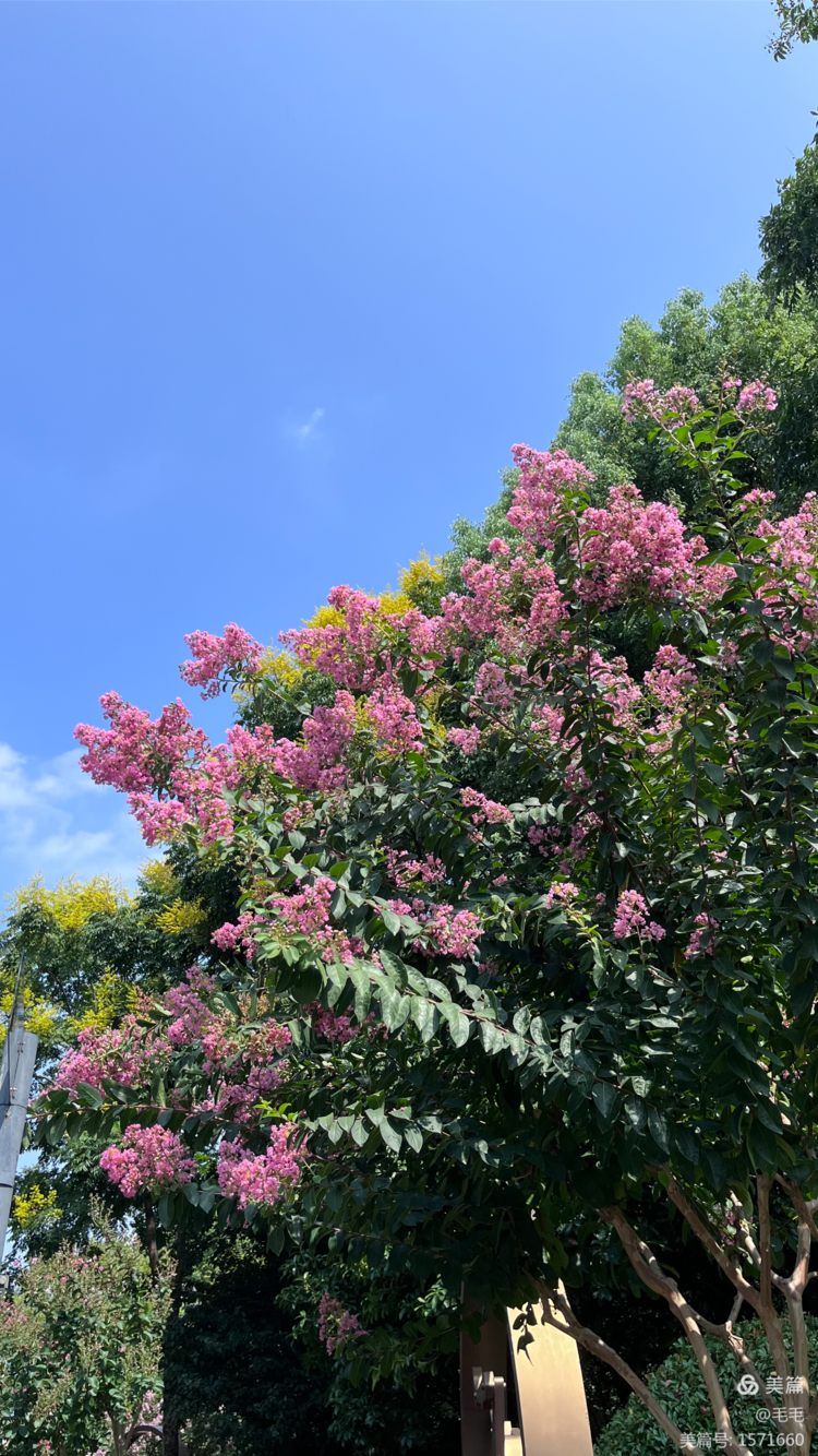 城北体育公园(城北体育公园紫薇花)