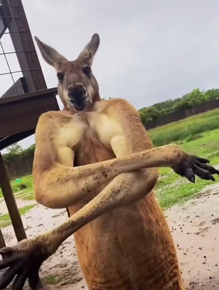 袋鼠体育(袋鼠体育点进新进游戏新cc) 袋鼠体育(袋鼠体育点进新进游戏新cc)